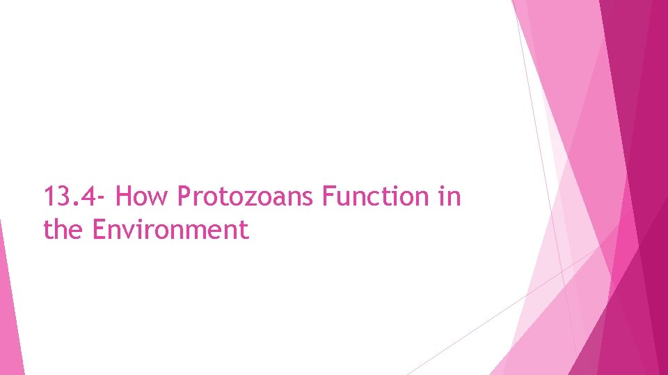 13. 4 - How Protozoans Function in the Environment 