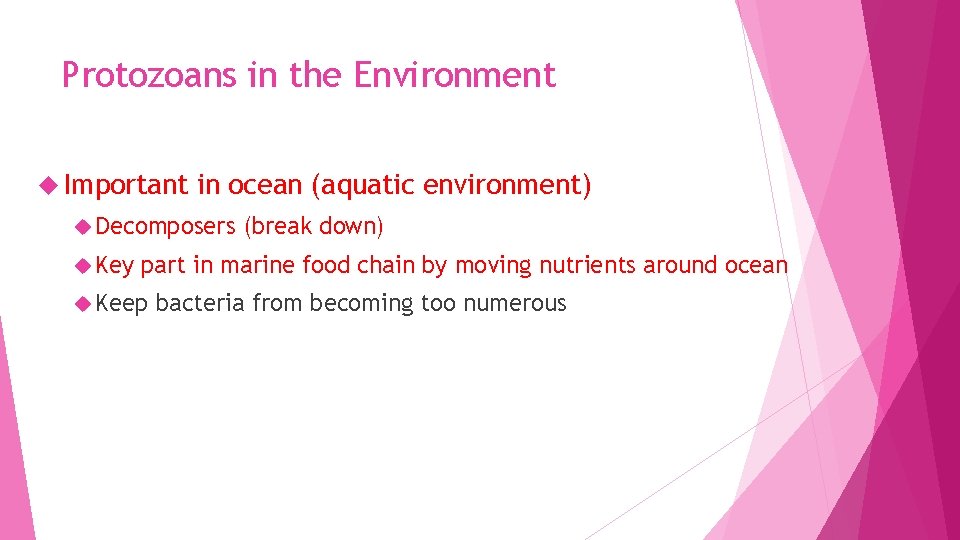 Protozoans in the Environment Important in ocean (aquatic environment) Decomposers Key (break down) part
