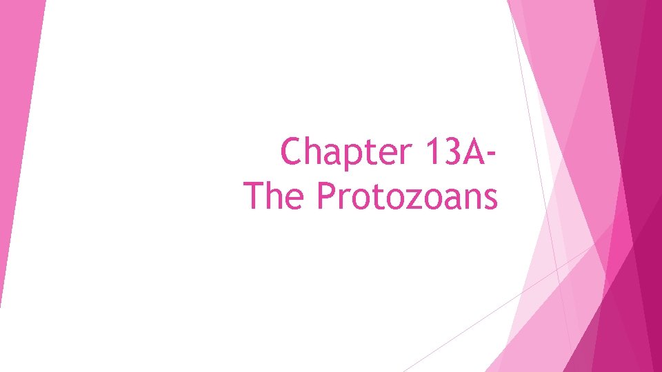 Chapter 13 AThe Protozoans 