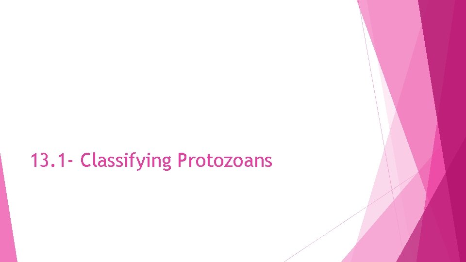 13. 1 - Classifying Protozoans 