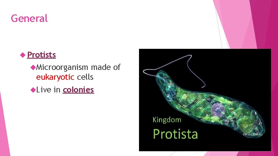 General Protists Microorganism made of eukaryotic cells Live in colonies 