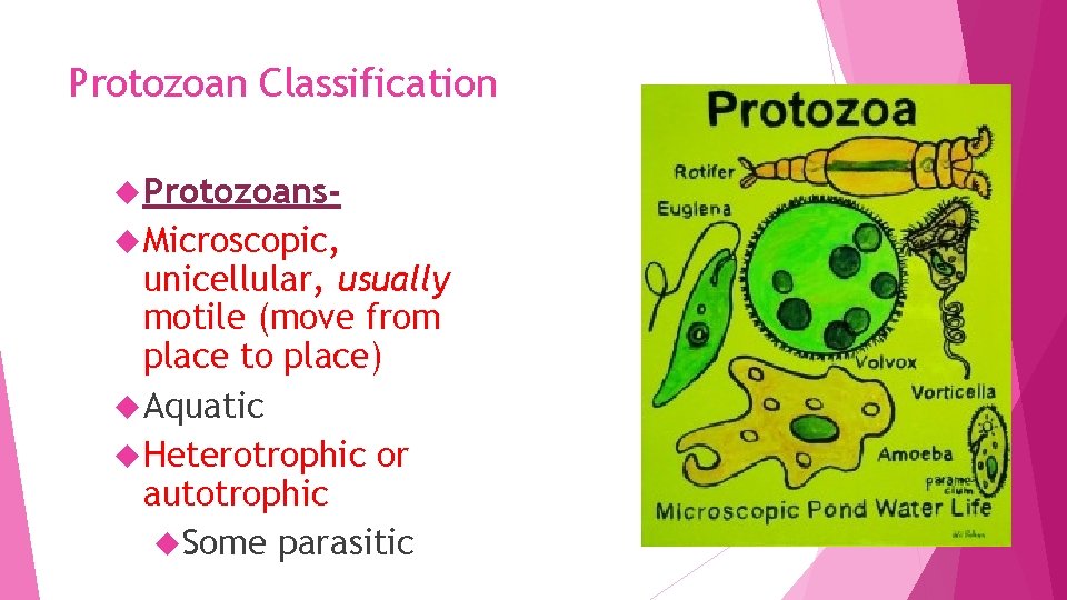 Protozoan Classification Protozoans Microscopic, unicellular, usually motile (move from place to place) Aquatic Heterotrophic