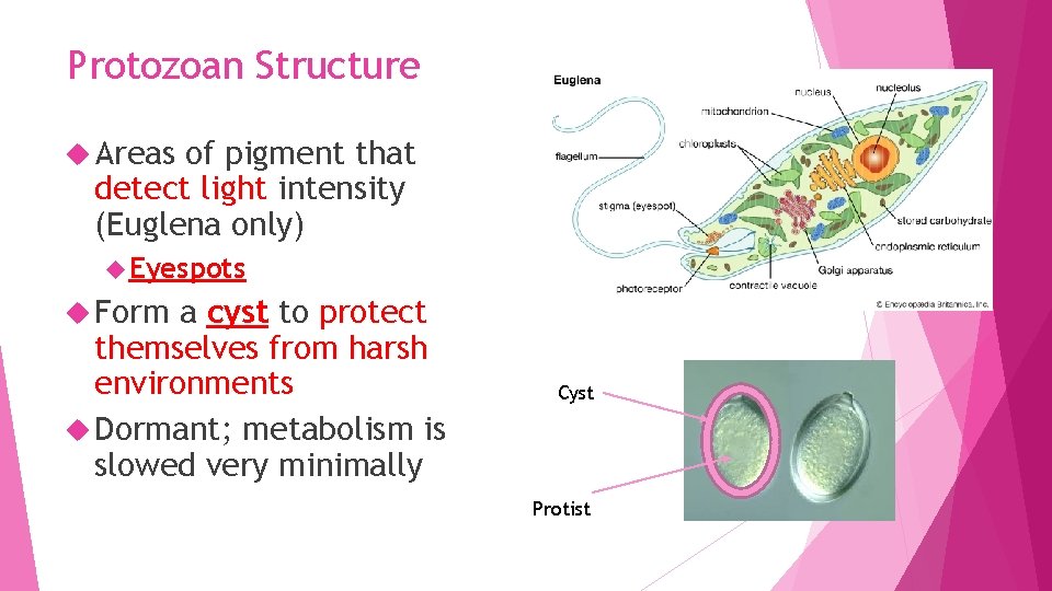 Protozoan Structure Areas of pigment that detect light intensity (Euglena only) Eyespots Form a