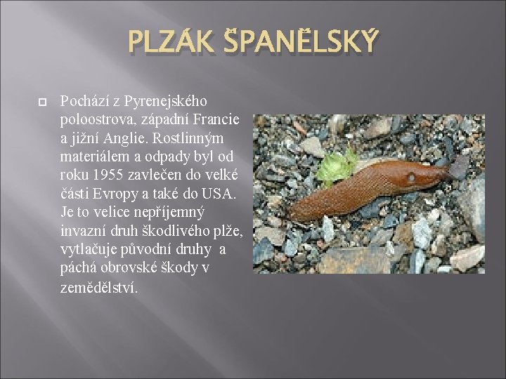 PLZÁK ŠPANĚLSKÝ Pochází z Pyrenejského poloostrova, západní Francie a jižní Anglie. Rostlinným materiálem a