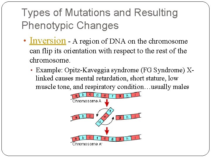 Types of Mutations and Resulting Phenotypic Changes • Inversion - A region of DNA