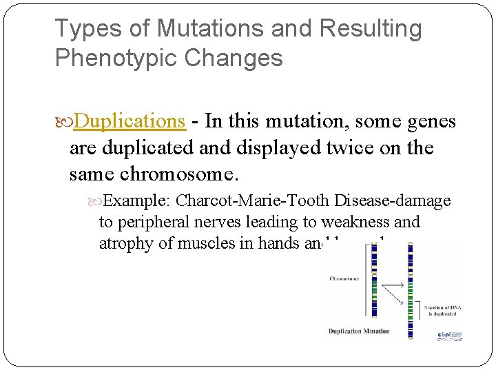 Types of Mutations and Resulting Phenotypic Changes Duplications - In this mutation, some genes