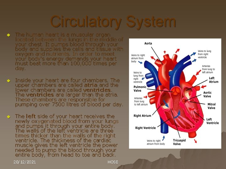 Circulatory System u The human heart is a muscular organ located between the lungs