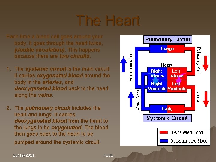 The Heart Each time a blood cell goes around your body, it goes through