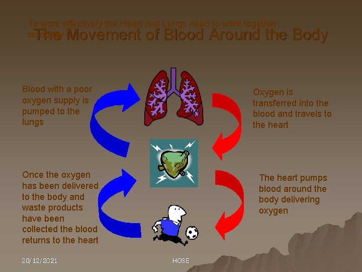 To work effectively the Heart and Lungs need to work together smoothly The Movement