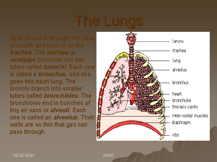 The Lungs Air is drawn in through the nose or mouth and then on