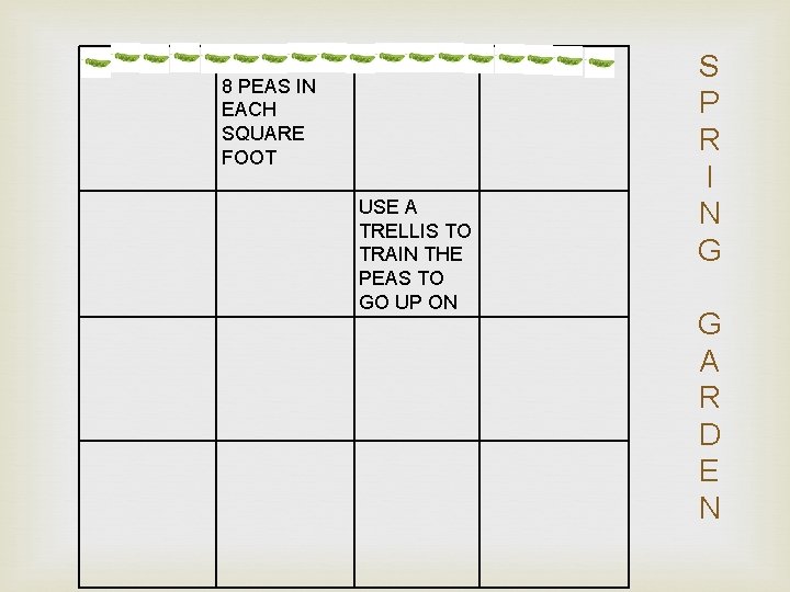 8 PEAS IN EACH SQUARE FOOT USE A TRELLIS TO TRAIN THE PEAS TO