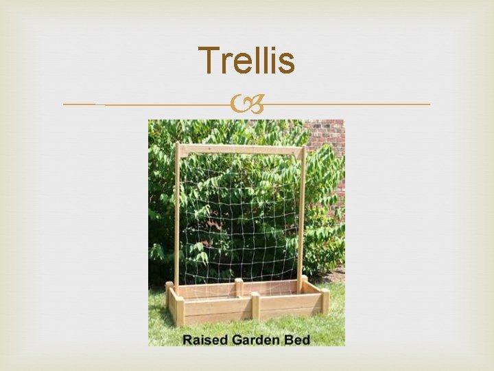 Trellis 