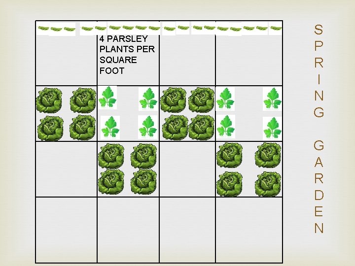 4 PARSLEY PLANTS PER SQUARE FOOT S P R I N G G A