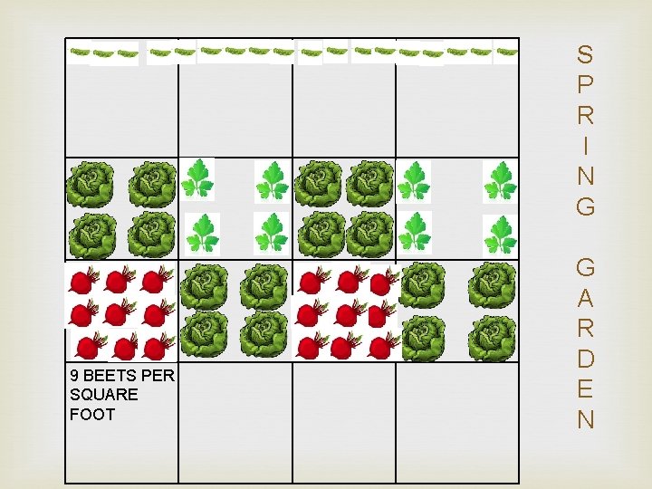 S P R I N G 9 BEETS PER SQUARE FOOT G A R