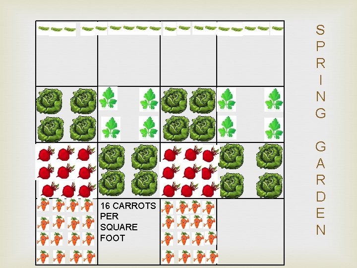 S P R I N G 16 CARROTS PER SQUARE FOOT G A R