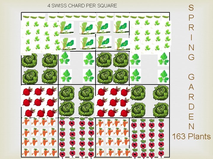 4 SWISS CHARD PER SQUARE S P R I N G G A R