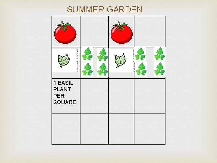 SUMMER GARDEN 1 BASIL PLANT PER SQUARE 