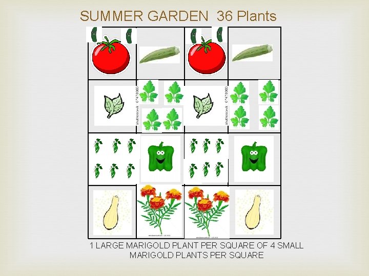 SUMMER GARDEN 36 Plants 1 LARGE MARIGOLD PLANT PER SQUARE OF 4 SMALL MARIGOLD