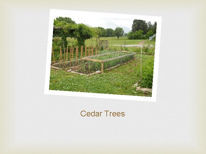 Cedar Trees 