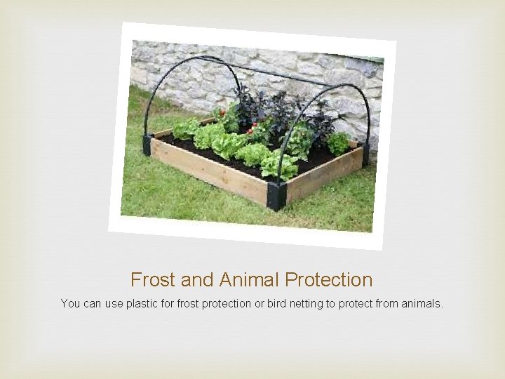 Frost and Animal Protection You can use plastic for frost protection or bird netting