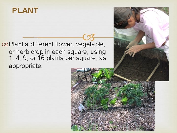 PLANT Plant a different flower, vegetable, or herb crop in each square, using 1,