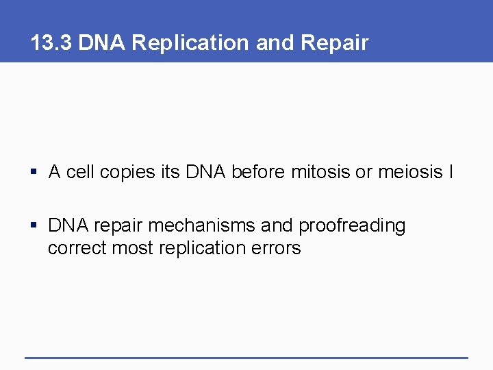 13. 3 DNA Replication and Repair § A cell copies its DNA before mitosis 13. 3 DNA Replication and Repair § A cell copies its DNA before mitosis