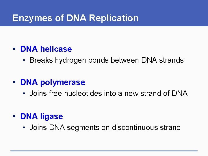 Enzymes of DNA Replication § DNA helicase • Breaks hydrogen bonds between DNA strands Enzymes of DNA Replication § DNA helicase • Breaks hydrogen bonds between DNA strands