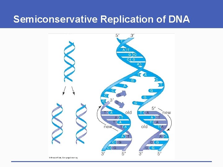 Semiconservative Replication of DNA Semiconservative Replication of DNA