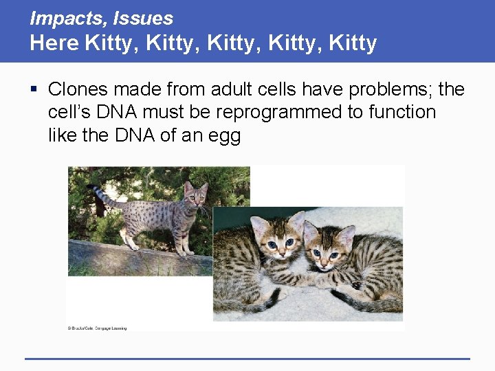 Impacts, Issues Here Kitty, Kitty § Clones made from adult cells have problems; the Impacts, Issues Here Kitty, Kitty § Clones made from adult cells have problems; the