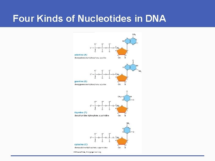 Four Kinds of Nucleotides in DNA Four Kinds of Nucleotides in DNA