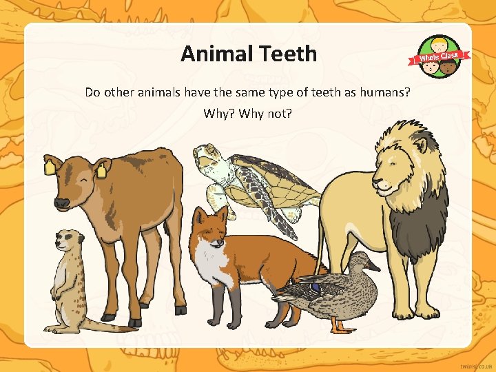 Animal Teeth Do other animals have the same type of teeth as humans? Why