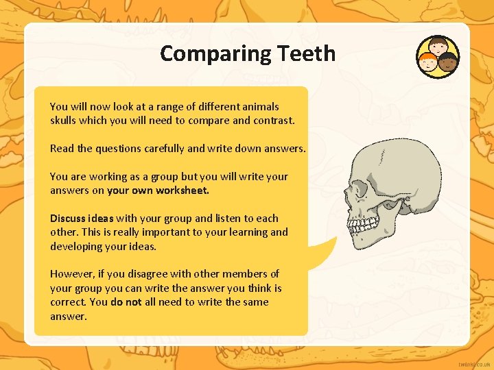 Comparing Teeth You will now look at a range of different animals skulls which