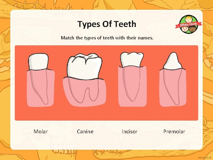 Types Of Teeth Match the types of teeth with their names. Molar Canine Incisor
