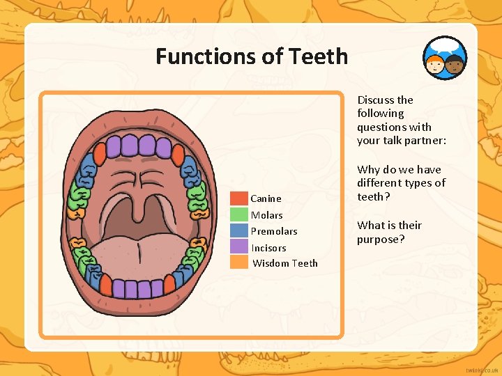 Functions of Teeth Discuss the following questions with your talk partner: Canine Molars Premolars