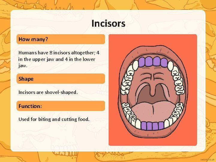 Incisors How many? Humans have 8 incisors altogether; 4 in the upper jaw and