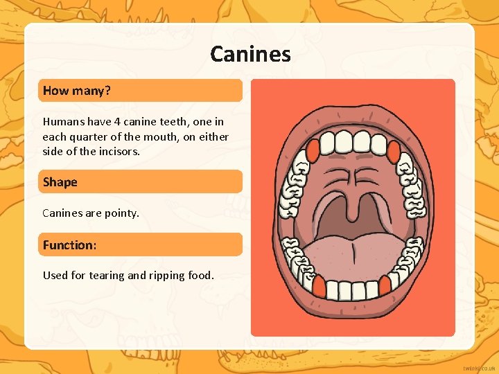 Canines How many? Humans have 4 canine teeth, one in each quarter of the