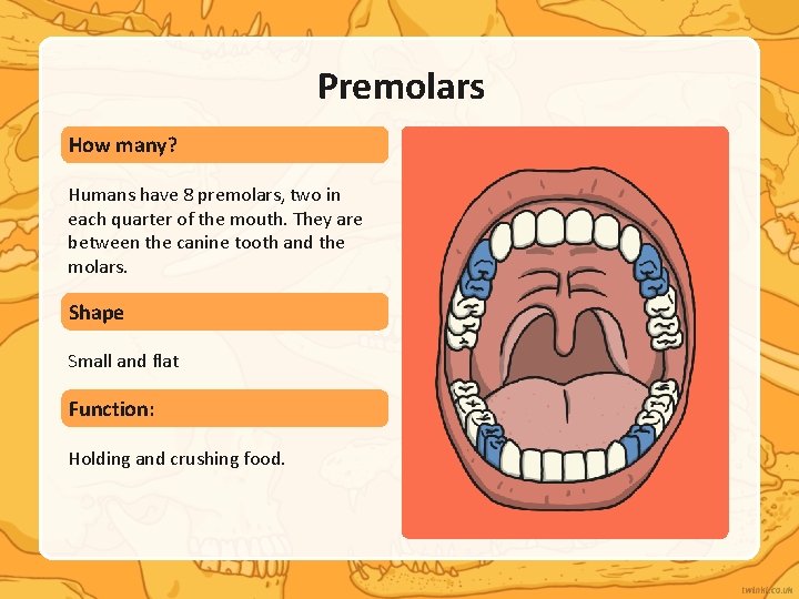 Premolars How many? Humans have 8 premolars, two in each quarter of the mouth.