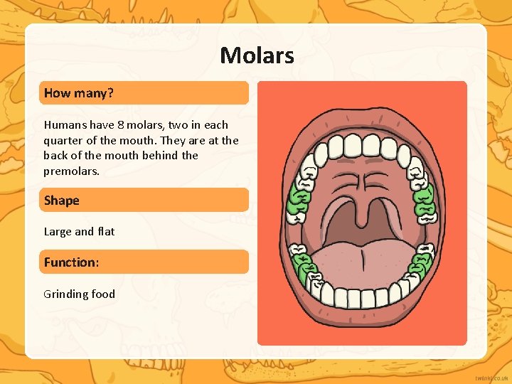 Molars How many? Humans have 8 molars, two in each quarter of the mouth.