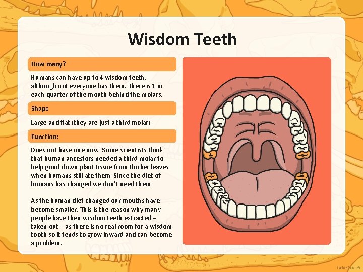 Wisdom Teeth How many? Humans can have up to 4 wisdom teeth, although not