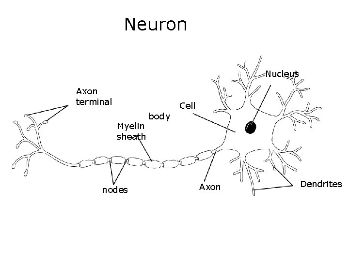 Neuron Nucleus Axon terminal Myelin sheath nodes body Cell Axon Dendrites 