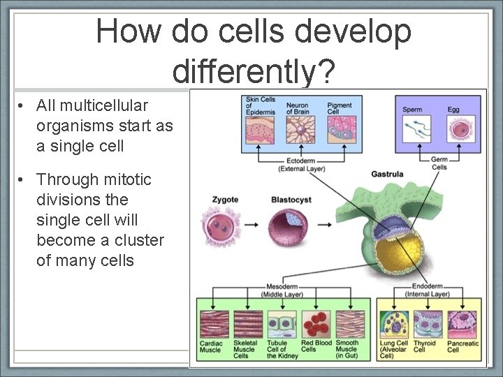 How do cells develop differently? • All multicellular organisms start as a single cell