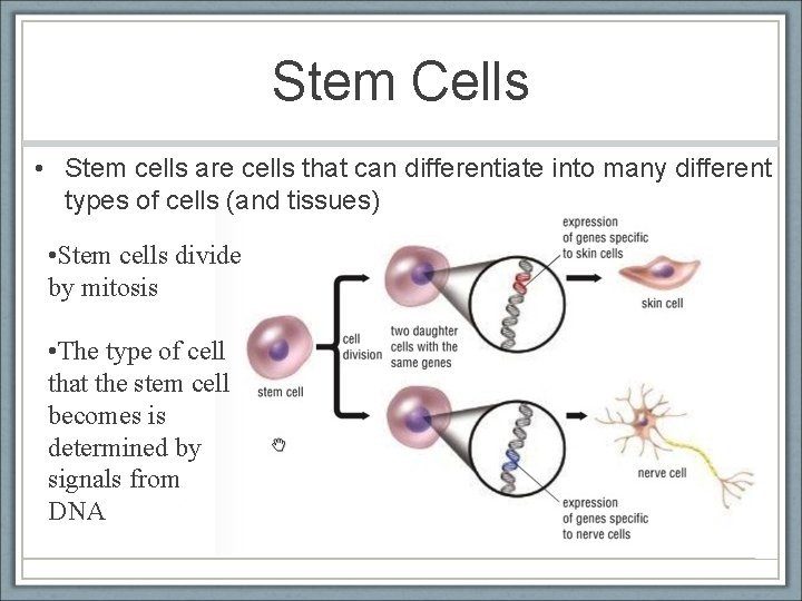 Stem Cells • Stem cells are cells that can differentiate into many different types