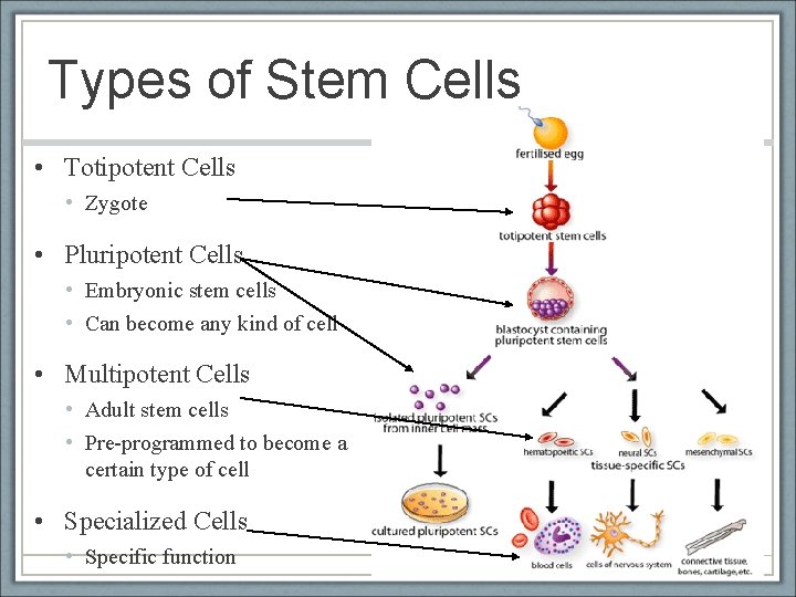 Types of Stem Cells • Totipotent Cells • Zygote • Pluripotent Cells • Embryonic