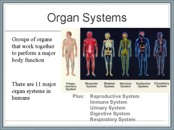 Organ Systems Groups of organs that work together to perform a major body function