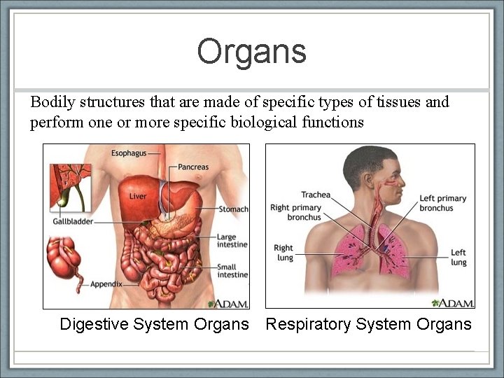 Organs Bodily structures that are made of specific types of tissues and perform one