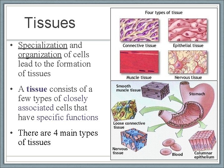 Tissues • Specialization and organization of cells lead to the formation of tissues •