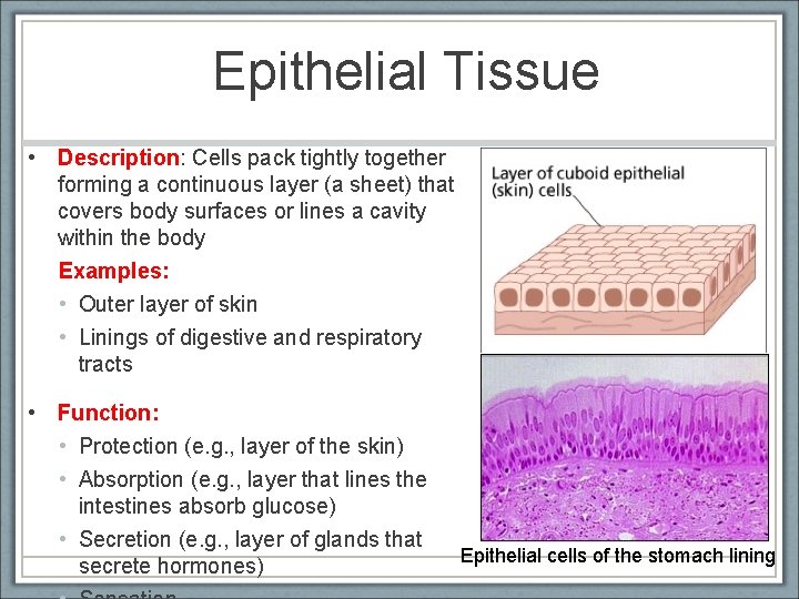 Epithelial Tissue • Description: Cells pack tightly together forming a continuous layer (a sheet)