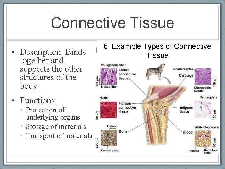 Connective Tissue • Description: Binds together and supports the other structures of the body