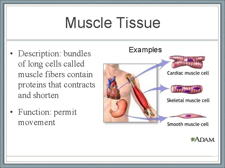 Muscle Tissue • Description: bundles of long cells called muscle fibers contain proteins that
