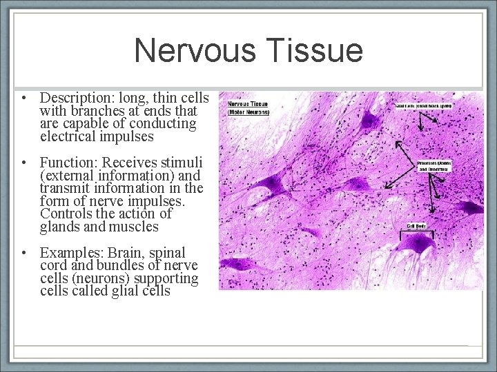 Nervous Tissue • Description: long, thin cells with branches at ends that are capable